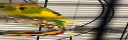 Budgerigars birds for sale: Free Budgie looking for a loving new home in Hemel Hempstead - Advert 2