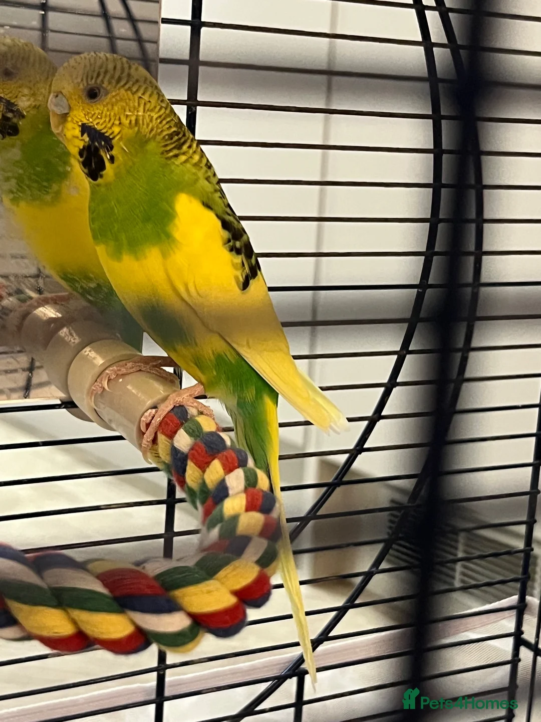 Budgerigars birds for sale: Free Budgie looking for a loving new home in Hemel Hempstead - Advert 2