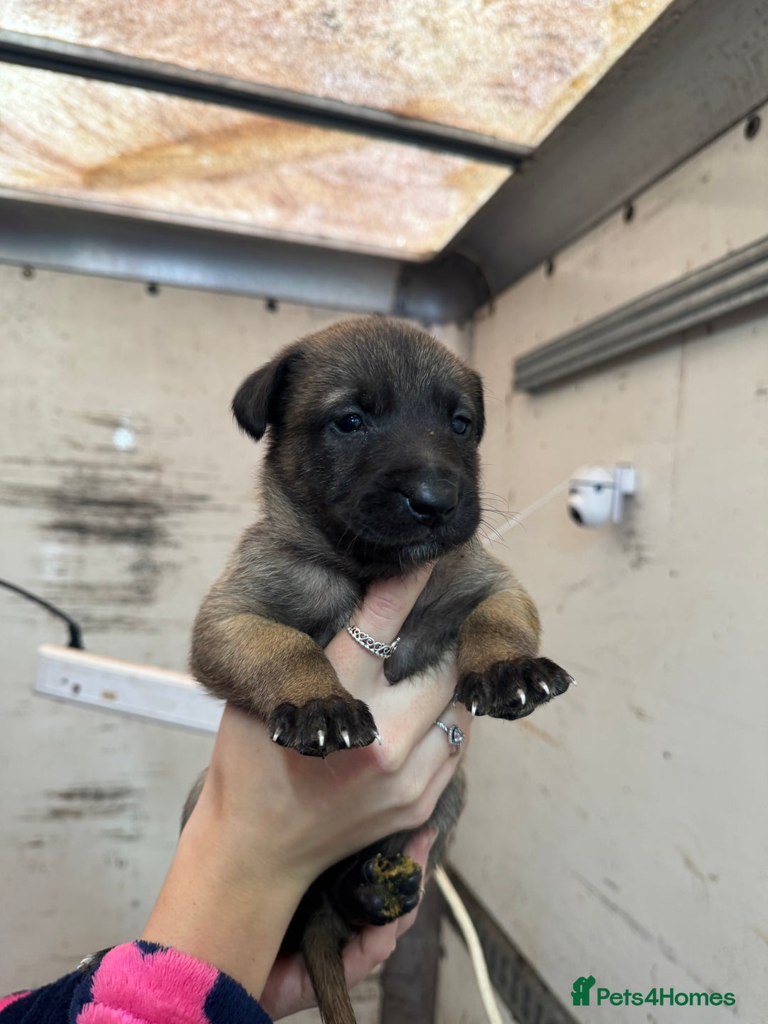 Belgian Shepherd Dog dogs for sale: 10 gorgeous Belgian Malinois pups - Advert 15