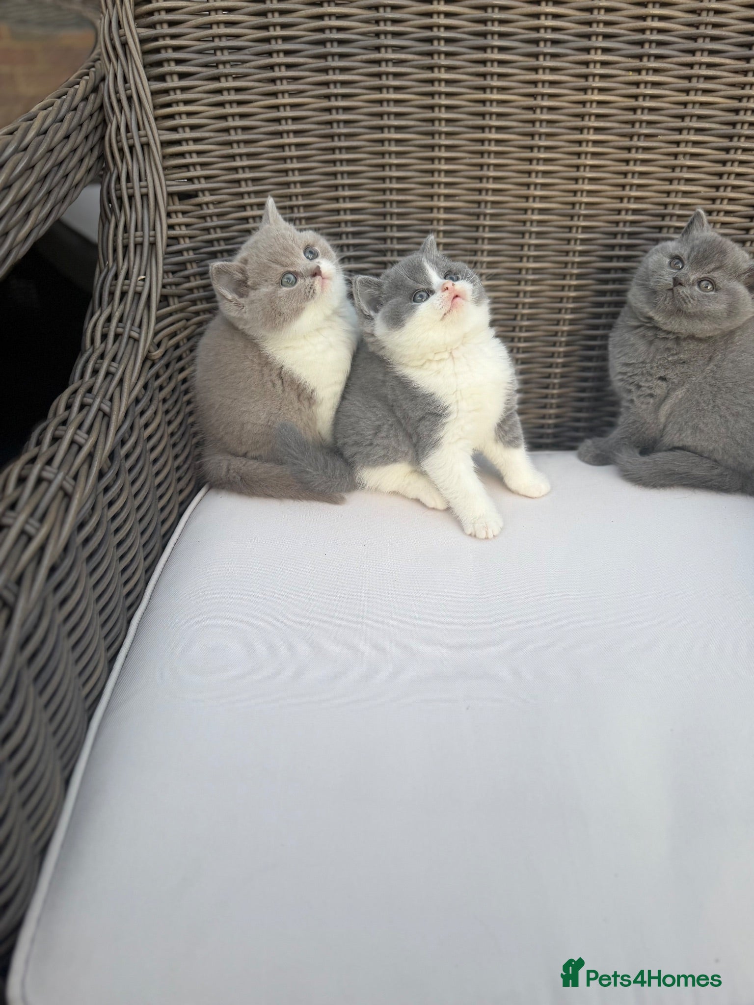 British Shorthair cats FULL PEDIGREE REGISTERED BSH  - Advert 1