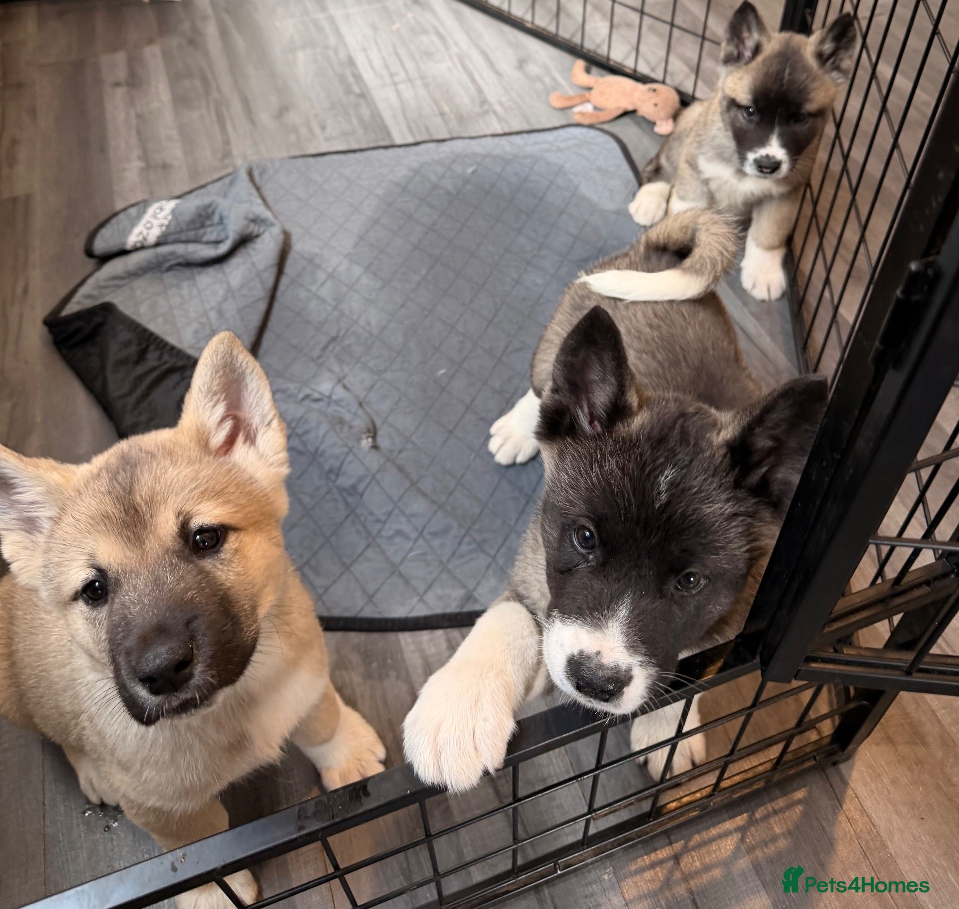 Akita dogs American Akita Puppies (Ready to leave) - Advert 4