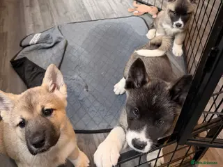 Akita dogs American Akita Puppies (Ready to leave) - Advert 4