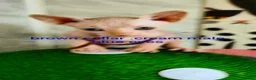 Sphynx cats for sale: Canadian Sphynx Tica registered,Blue eyes. - Advert 11