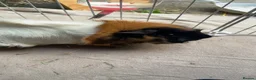 Guinea Pig rodents for sale: Guinea pigs for selling - Advert 9