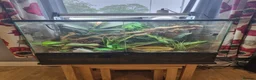 Frog reptiles for sale: Planted Whites Tree Frog Setup in Wakefield - Advert 2