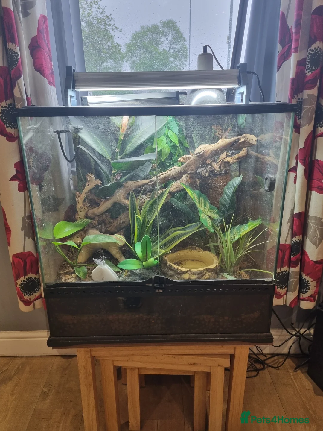 Frog reptiles for sale: Planted Whites Tree Frog Setup in Wakefield - Advert 2