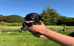 Cocker Spaniel dogs for sale: Working cocker spaniel - Image 21