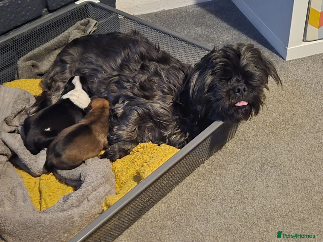 Mixed Breed dogs for sale: 2 mix girl puppies  - Advert 1