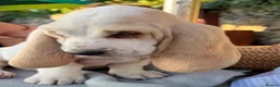 Basset Hound dogs for sale: QUALITY KC LITTER OF BASSET PUPPYS - Advert 16