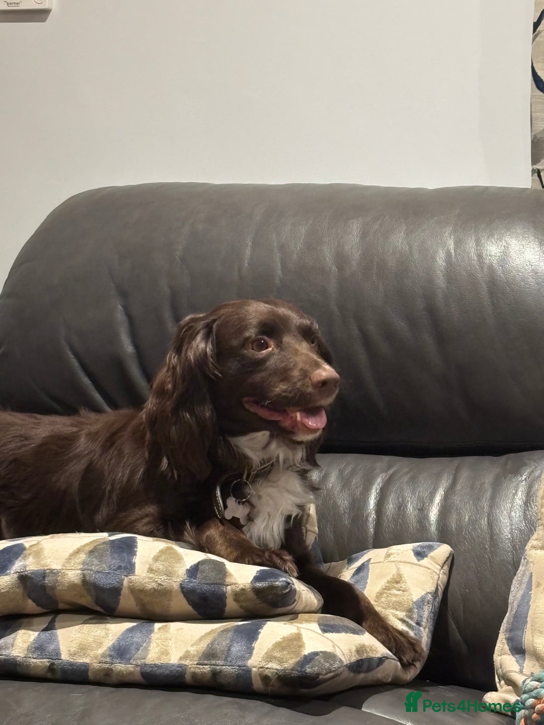 Sprocker dogs for sale: Sprocker puppies in Betchworth - Image 4