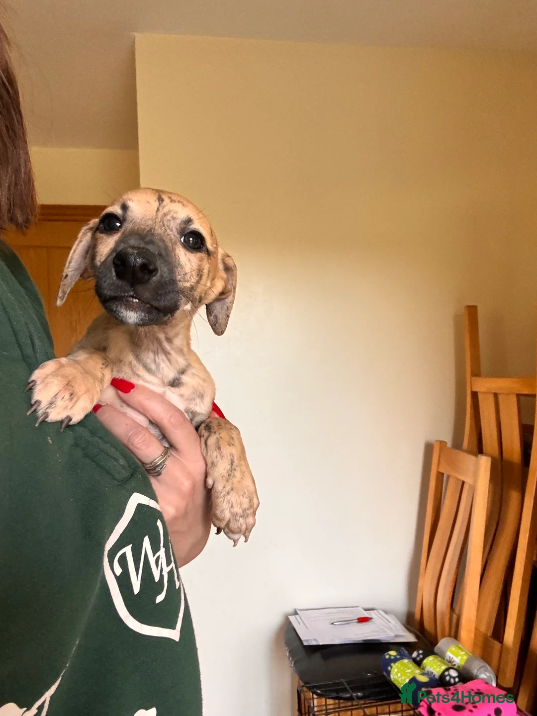 Whippet dogs for sale: READY NOW. Champion KC whippet pup LAST GIRL 💕  - Advert 29