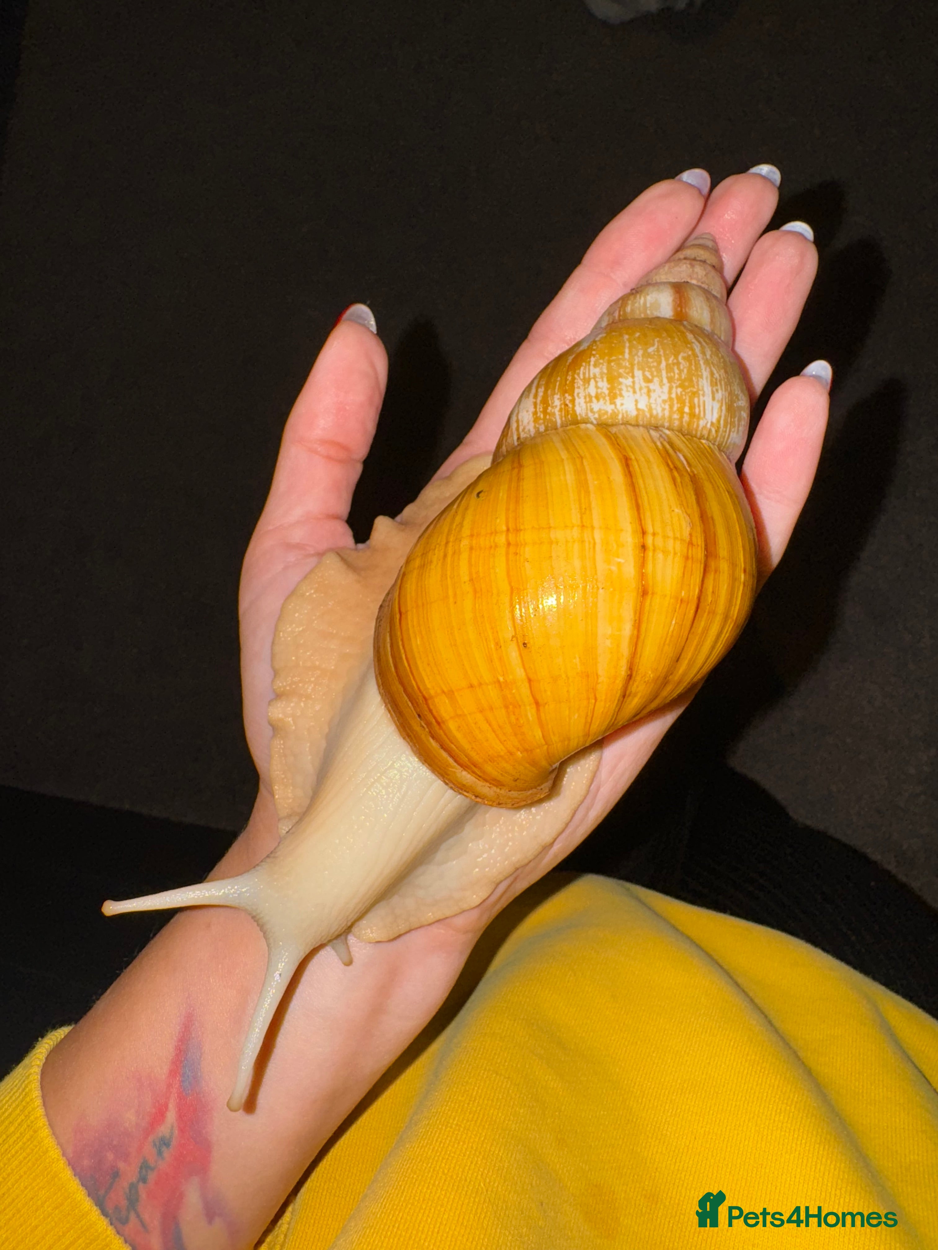 Mixed Breed reptiles Giant African land snail babies  - Advert 1