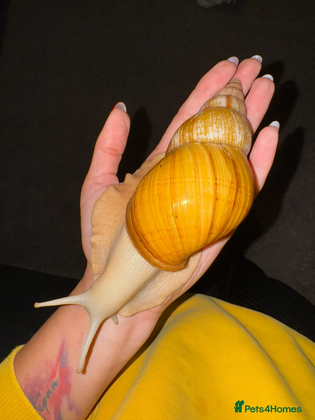 Mixed Breed reptiles for sale: Giant African land snail babies  - Advert 1