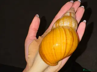 Mixed Breed reptiles Giant African land snail babies - Advert 1