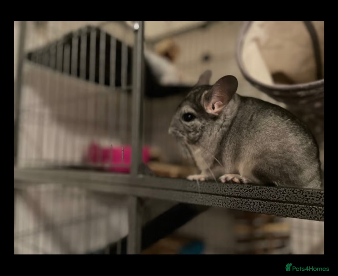 Chinchilla rodents for sale: Chinchilla’s for sale - Image 5