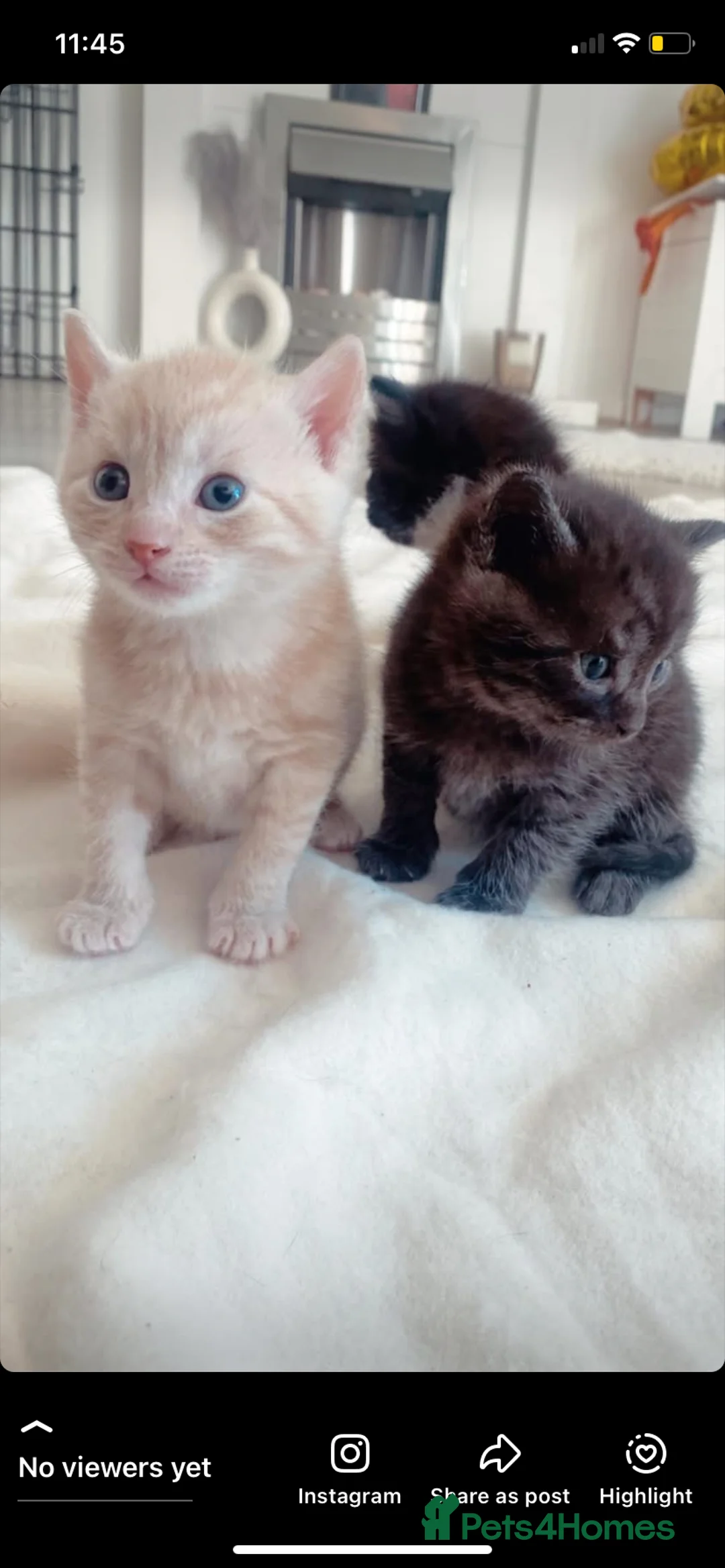 Mixed Breed cats for sale: 2 Beautiful Kittens Left - Advert 11