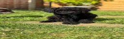 Australian Labradoodle dogs for sale: 6 Australian Labradoodles Pups - READY NOW - Advert 8