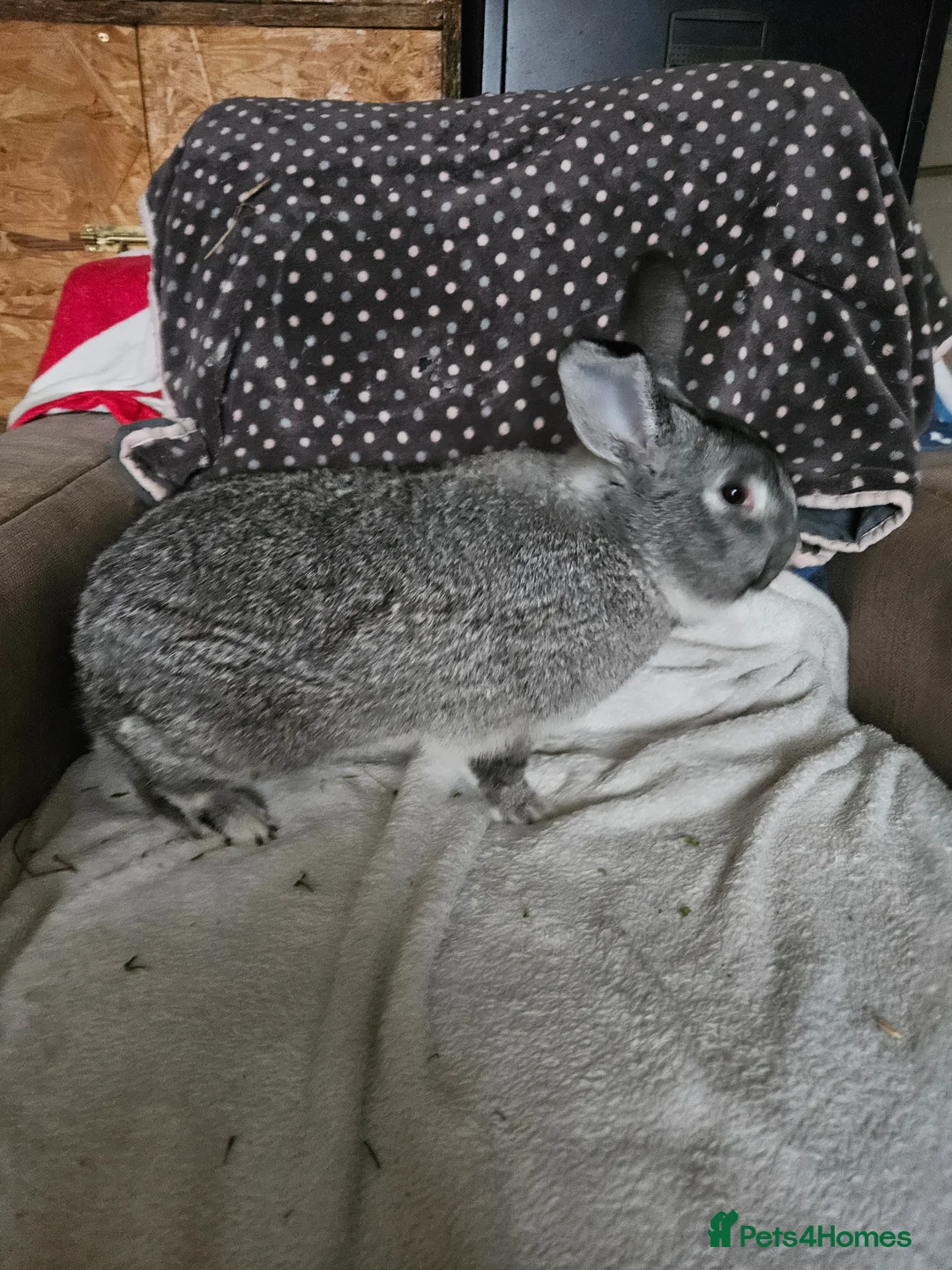 Californian rabbits for sale: Californian boy - Advert 1