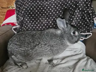 Californian rabbits Californian boy - Advert 3