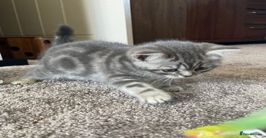 British Shorthair cats - Advert 4