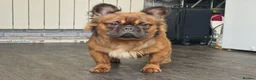 French Bulldog dogs for stud: CHEWBACCA - RED FAWN FLUFFY, NEW SHADE MAKER  in Motherwell - Advert 3