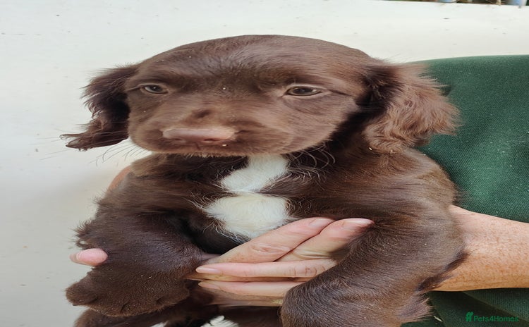 Sprocker dogs - Advert 2