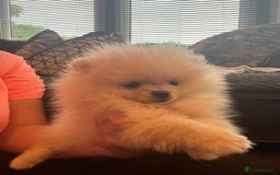 Pomeranian dogs for sale: Pomeranian  puppies  - Image 12