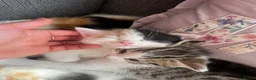 Mixed Breed cats for sale: 4 beautiful kittens ready to leave  - Advert 5