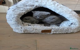British Shorthair cats for sale: BRITISH SHORTHAIR KITTENS  - Image 21