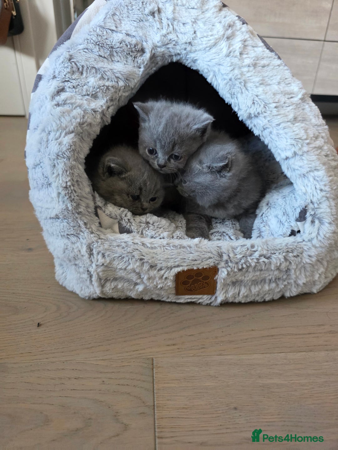 British Shorthair cats for sale: BRITISH SHORTHAIR KITTENS  - Image 21