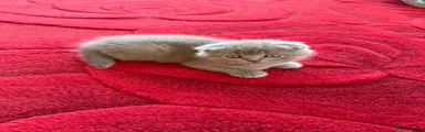 Scottish Fold Kitten 5