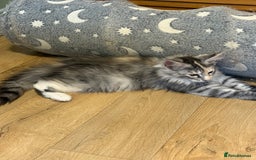 Maine Coon cats for sale: Maine Coon pedigree  - Image 3