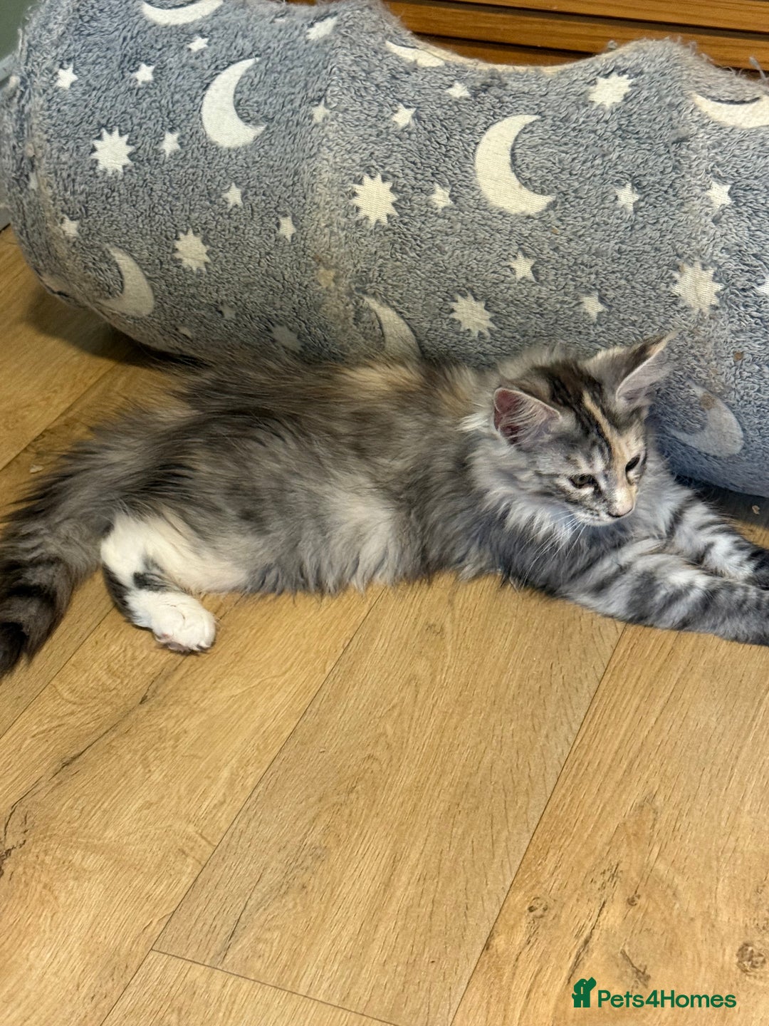 Maine Coon cats for sale: Maine Coon pedigree  - Image 3