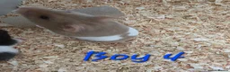 Hamster rodents for sale: Syrian hamsters  - Advert 7