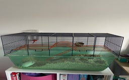 Gerbil rodents for sale: Two female gerbils  - Image 4