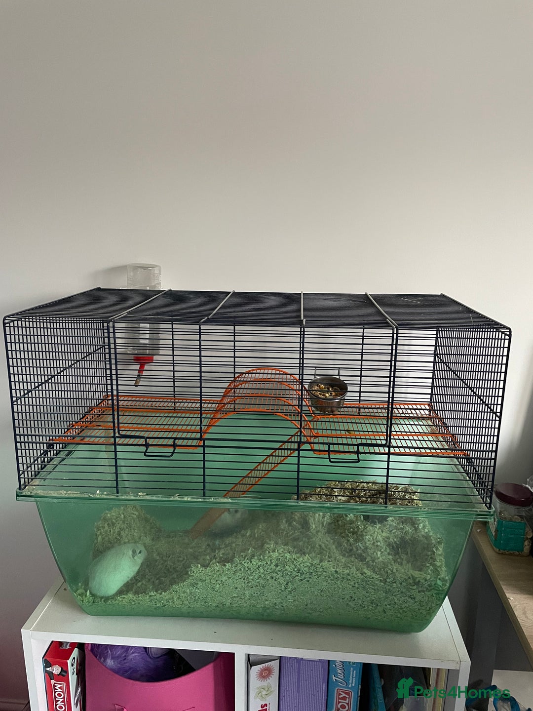 Gerbil rodents for sale: Two female gerbils  - Image 4