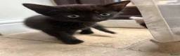 Mixed Breed cats for sale: Black girl kitten  - Advert 1