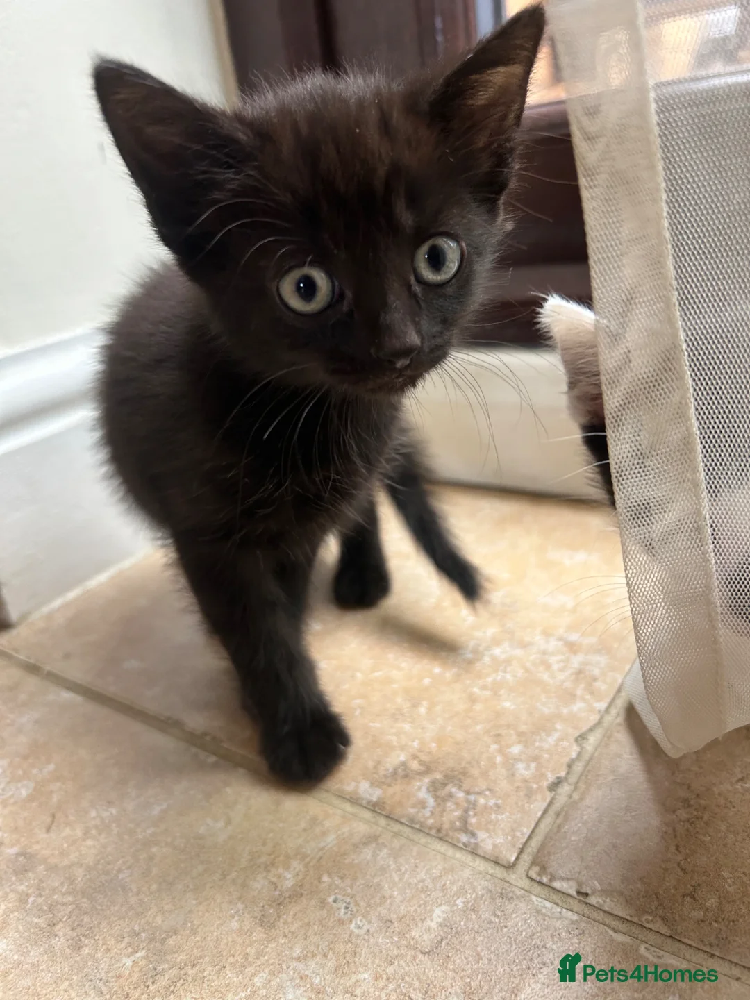 Mixed Breed cats for sale: Black girl kitten  - Advert 1