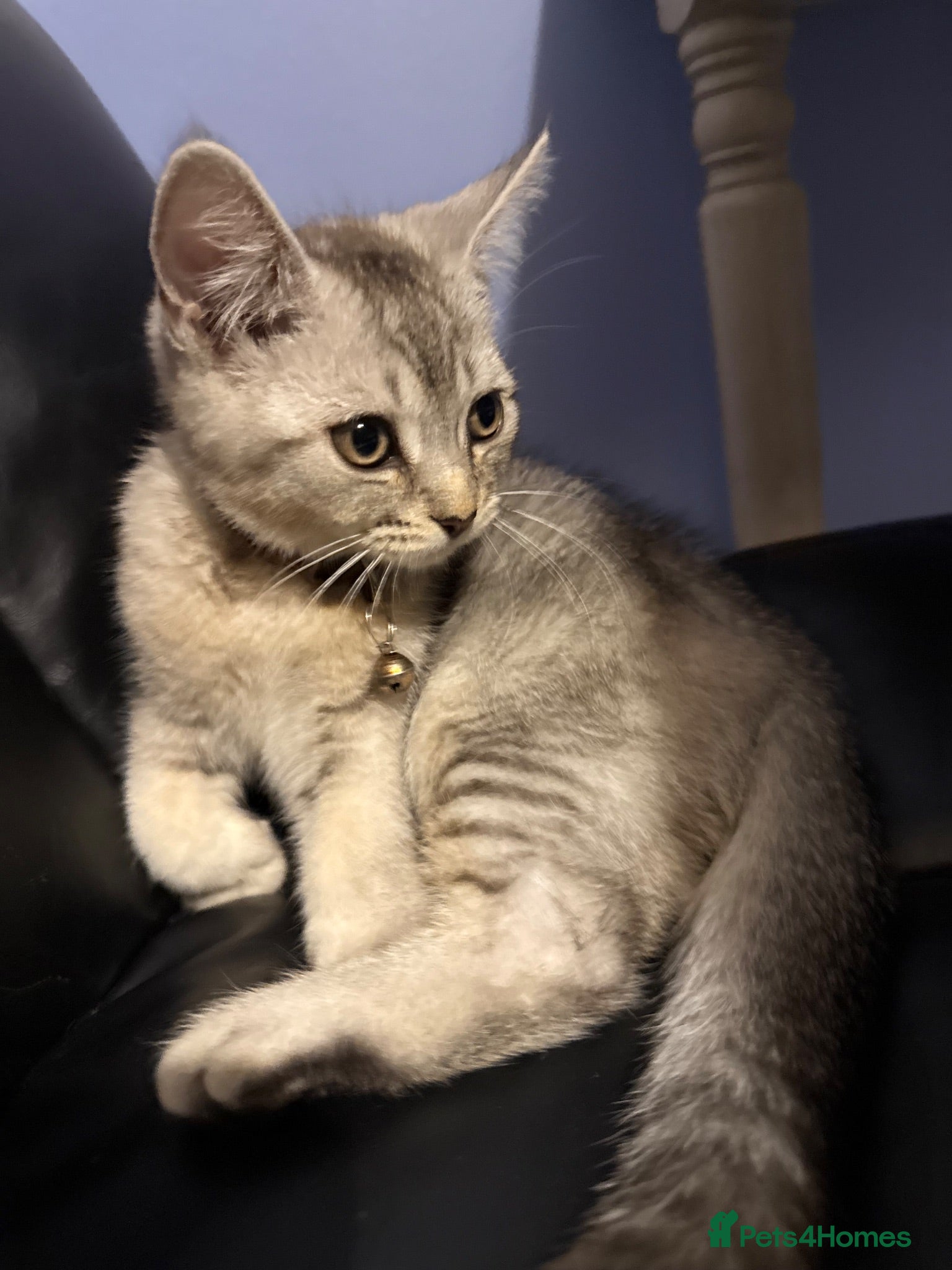 Scottish Fold cats  Two last boys left Pure Scottish Straight  - Advert 21