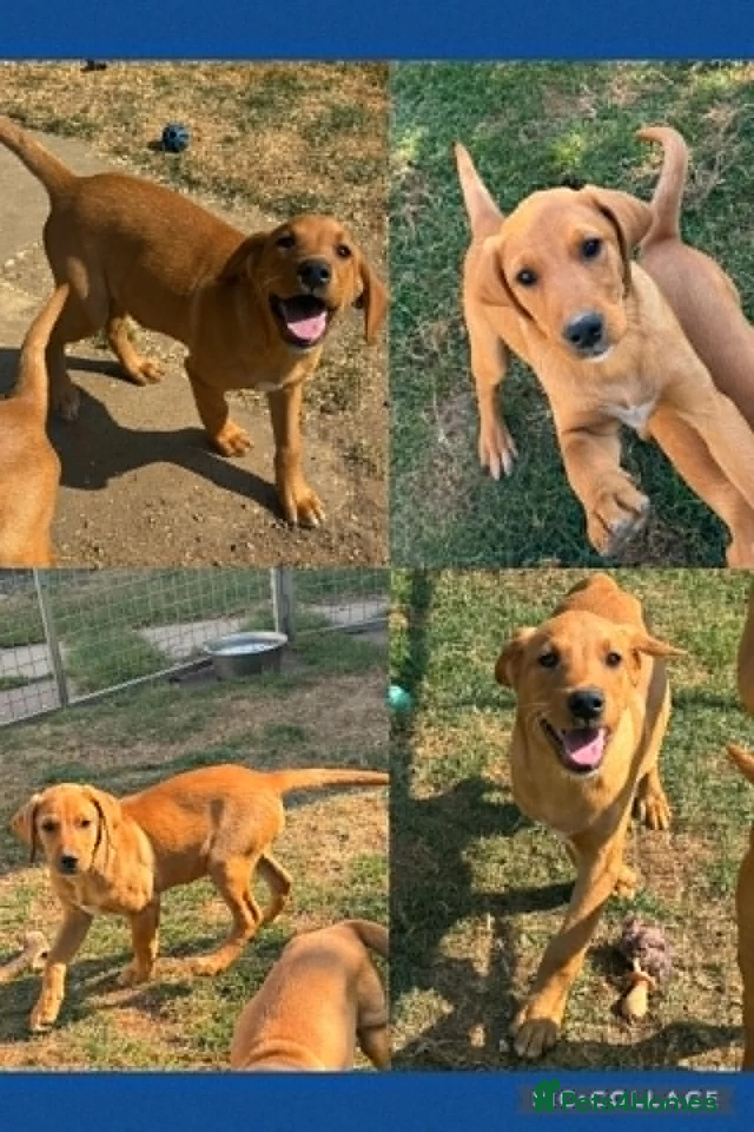 Labrador Retriever dogs for sale: Yellow Labrador boy - Advert 3