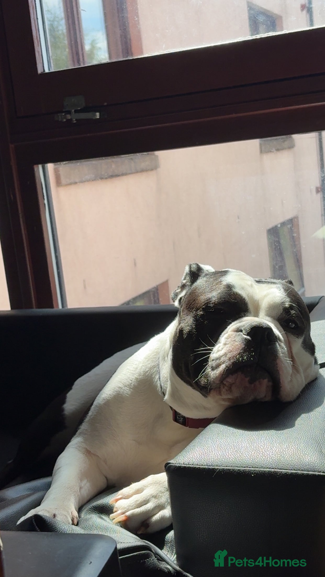 Olde English Bulldogge dogs 2 year old Olde English bulldog  - Advert 2