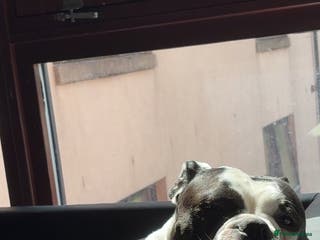 Olde English Bulldogge dogs 2 year old Olde English bulldog - Advert 2