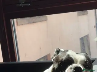 Olde English Bulldogge dogs 2 year old Olde English bulldog - Advert 9