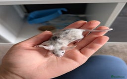 Mouse rodents for sale: Fancy mice looking for homes  - Image 2