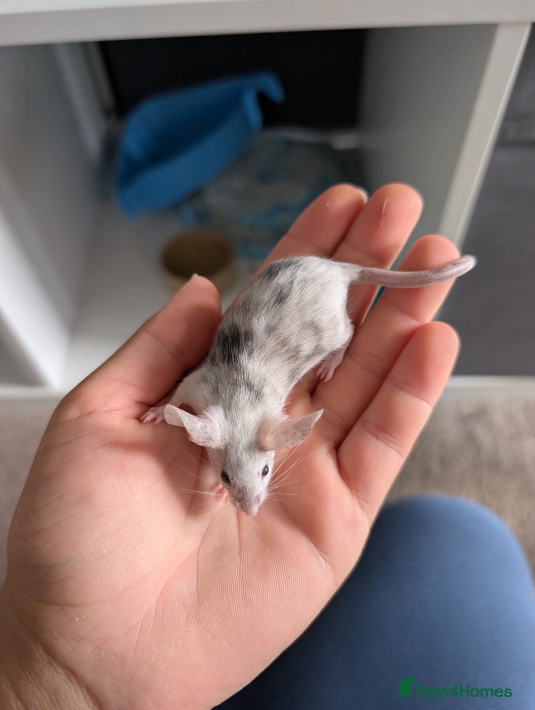 Mouse rodents for sale: Fancy mice looking for homes  - Image 2