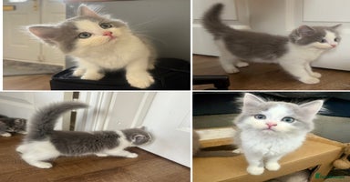 Exotic cats - Advert 2