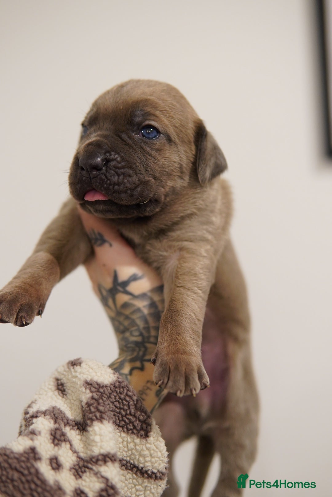 Cane Corso dogs for sale: ICCF Registered Cane Corsos  - Advert 10