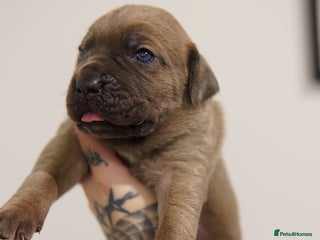 Cane Corso dogs ICCF Registered Cane Corsos - Advert 6