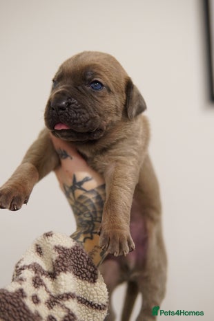 Cane Corso dogs ICCF Registered Cane Corsos - Advert 3
