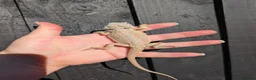 Bearded Dragon reptiles for sale: Baby bearded dragons - Advert 6